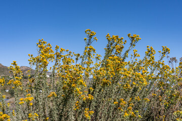 Isocoma menziesii, flowering plant in family Asteraceae, Menzies' goldenbush. Malibu Lagoon State Beach, Malibu is a beach city in the Santa Monica Mountains region of Los Angeles County, California.