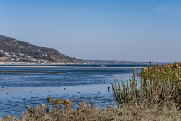 Isocoma menziesii, flowering plant in family Asteraceae, Menzies' goldenbush. Malibu Lagoon State Beach, Malibu is a beach city in the Santa Monica Mountains region of Los Angeles County, California.