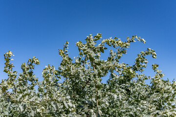 Atriplex lentiformis (quail bush, big saltbrush, big saltbush, quailbrush, lenscale, len-scale saltbush and white thistle) is a species of saltbush. Malibu Lagoon State Beach, Los Angeles County