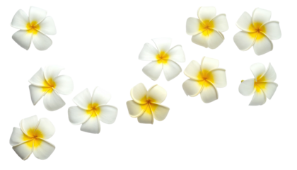 Isolated white and yellow flowers arranged on a black background