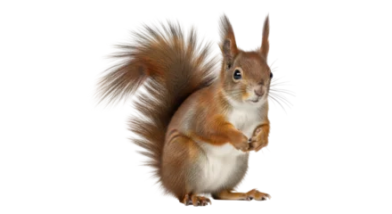 Fototapeten Eichhörnchen Isolated Eurasian red squirrel Sciurus vulgaris standing on paws and looking ahead sweetly  © Dennis