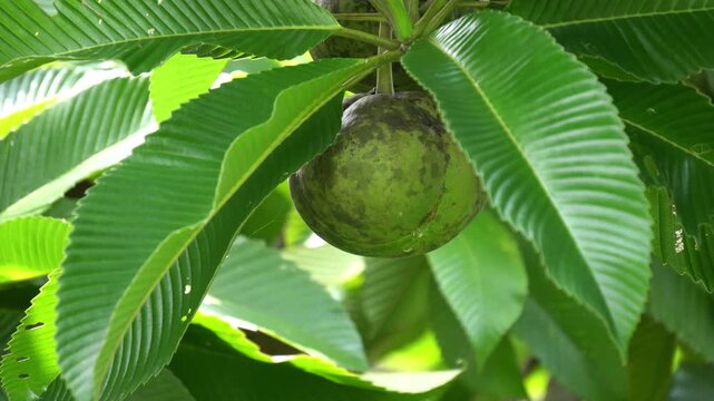 Dillenia indica fruit on tree close up. (elephant apple)