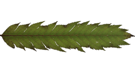 Leaf's Delicate Detail: An image of a verdant leaf showcasing the intricacies of nature's design. From the serrated edges to the fine veining, every aspect reveals the leaf's captivating beauty. 