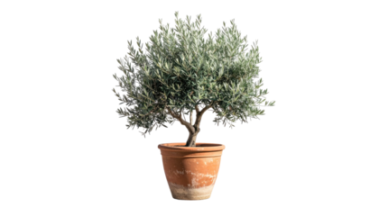 Potted olive tree with silver-green leaves, brown trunk, terracotta pot, black background