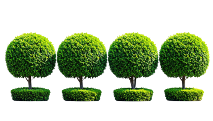 Four perfectly trimmed green shrubs in a row against a black background