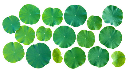 Overhead shot of multiple flat, circular, green lily pads against a black background