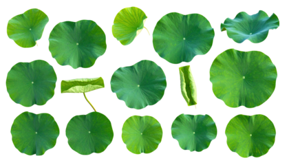 Overhead view of various-sized, green lotus leaves against a black background