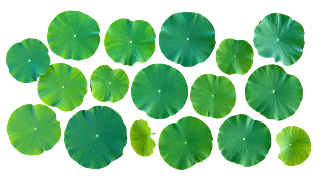 Overhead shot of multiple flat, circular, green lily pads against a black background