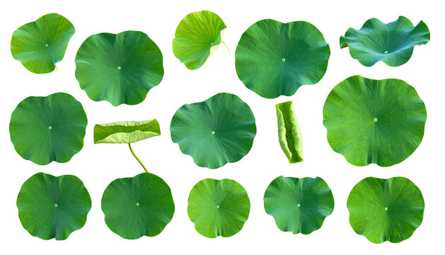 Overhead view of various-sized, green lotus leaves against a black background