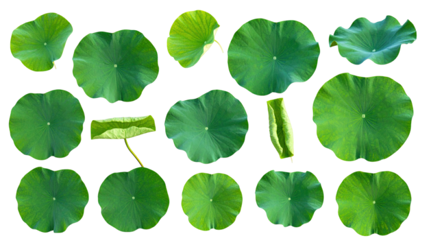 Overhead view of various-sized, green lotus leaves against a black background