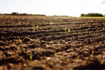 Close-up of a farm field with new green shoots in the rays of sunset. Soft sunlight illuminates the...