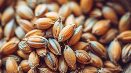 Close-up View of Coriander Seeds Showcasing Their Rich Texture and Color in a Natural Setting During Daylight