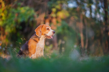 Beagle Dog Sitting Outdoors Amid Beautiful Nature in Soft Sunlight