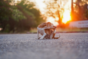 An Adorable Beagle Dog Scratching Itself in a Sunset  Outdoor Setting