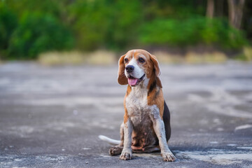 Beagle Dog Sitting Outdoors, Looking Happy and Content on a Bright Day