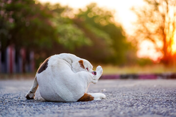 An Adorable White Beagle Dog Licking Paw at Sunset in a Scenic Outdoor Setting