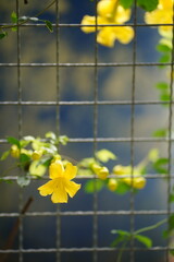 Yellow Flowers Climbing a Wire Fence with Soft Focus Blue Background