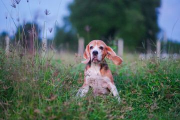 Beagle Puppy Sitting in Tall Grass Outdoors in a Calm, Quiet Field at Dusk Peaceful