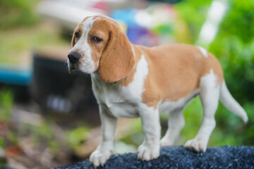 Adorable Beagle Puppy Standing On A Rock In The Garden, Curious, Friendly, And Ready To Explore