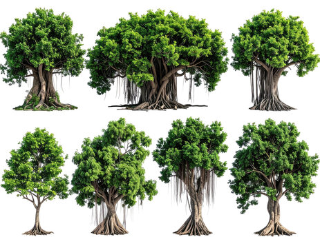 Digitally rendered collection of various green tree types, isolated on black