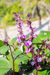 Lablab purpureus is a species of bean in the family Fabaceae. It is native to sub-Saharan Africa and it is cultivated throughout the tropics for food.