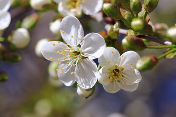 Delicate White Cherry Blossoms on a Branch in Early Spring Bloom