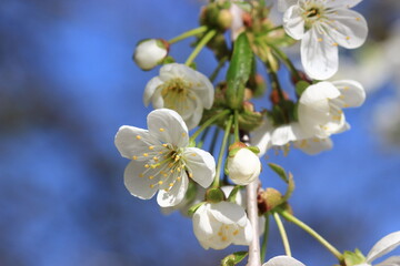 White Cherry Blossoms on Branch Against Clear Blue Spring Sky
