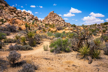 hiking in joshua tree national park in california, usa