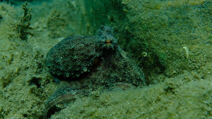 Common octopus (Octopus vulgaris) hunting, Aegean Sea, Greece, Halkidiki, Pirgos beach

