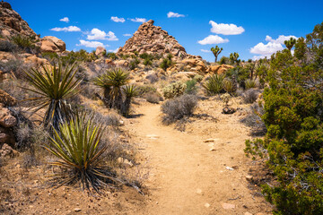 hiking in joshua tree national park in california, usa