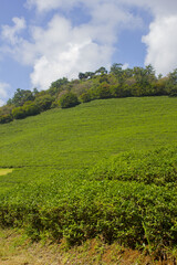 This is a green tea field in Boseong, Korea.