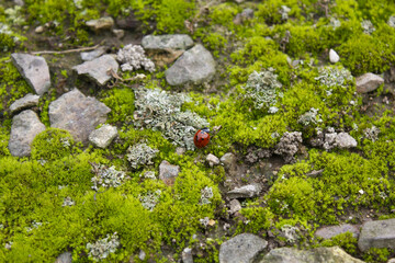 
The floor is covered with moss and ladybugs.