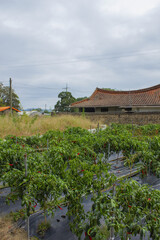 It is a rural landscape with a pepper field.