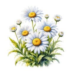 Fototapeta premium Delicate daisies with white petals and green leaves. Watercolor digital illustration. Beautiful wild spring flowers isolated on a white background. The theme of summer, relaxation, glades and meadows