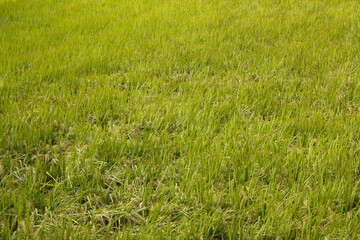 A rice paddy landscape with ripening yellow rice