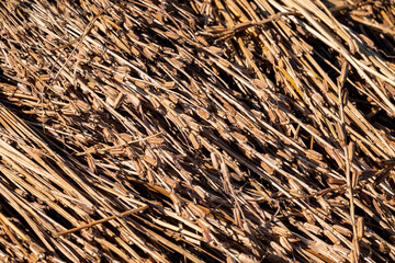 Lots of young green - yellow sesame plant, Green sesame pods in nature, green food with nature background, Sesame seed on tree in the field Stock Photo, Sesame, Agriculture, Branch - Plant Part, Bush