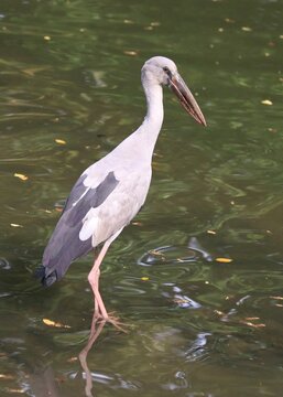 Asian Openbill (Anastomus oscitans)