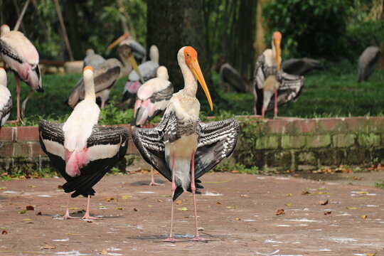 Painted Stork (Mycteria leucocephala)