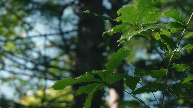 カラマツの大木がある森