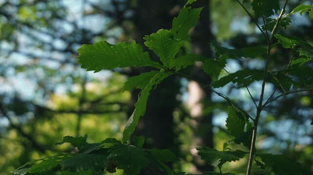 カラマツの大木がある森