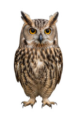Fototapeta premium Majestic Owl Bird Standing Isolated Cutout Transparent PNG