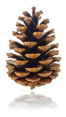Close-up of a single, dried pine cone, light brown and dark brown scales,  with a distinct reflection on a plain white background