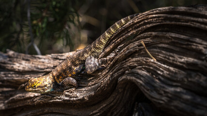close up of a lizard in grand canyon national park in arizona, usa