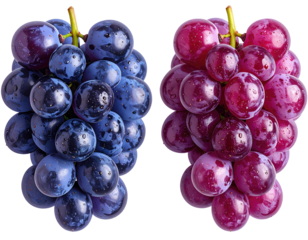 Two bunches of grapes, one dark blue and one red, against a stark black background