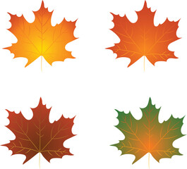 Set of autumn maple colorful leaves, flat vector, isolated on white