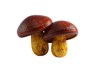 Two brown-capped mushrooms with yellowish stems set against a stark black backdrop