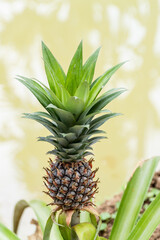 Pineapple growth stages tropical garden botanical natural setting close-up view plant life