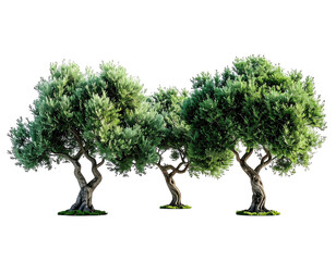 Group of olive trees with gnarled trunks and lush green foliage, isolated