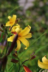 beautiful yellow daylily in the garden