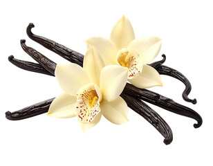 Vanilla beans and flowers, light petals and dark beans, all on black